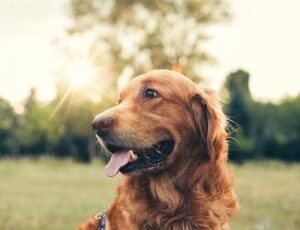 5 ways to prevent skin cancer in your dogs this summer