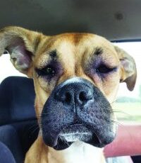 Dog Stung By A Bee? Here’s How to Treat It