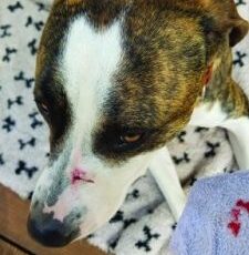 Can Dogs Get Tetanus?