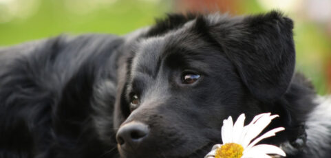 Using Bacteria to Shrink Tumors and Dogs and People