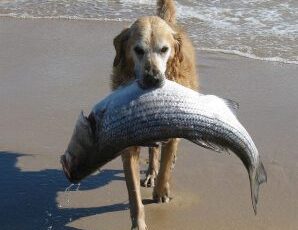 Fish Oil For Dogs: 5 Reasons You Should Dump It