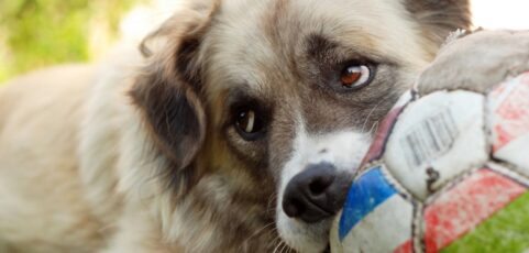 April is Pet First Aid Awareness Month