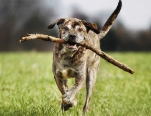 Pets of All Sizes can Benefit from Antioxidants