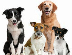 Enlarged lymph nodes in dogs need early diagnosis