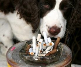 Dogs in smoking households passively puff more than 3,000 cigarettes a year