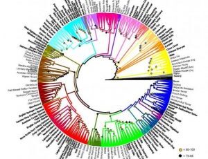 Man’s best friend: Evolutionary history of dogs could shed light on cancer, epilepsy in both species