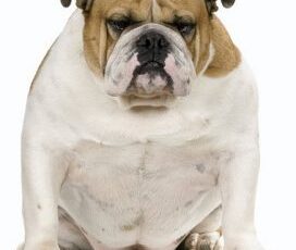 Top 10 Animal Ailments Exacerbated by Obesity