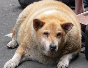 Health Risks for Overweight Dogs