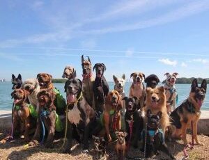 Happy National Rescue Dog Day