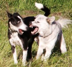 Do You Know the Best Way to Break Up a Dogfight and Come Out Unscathed?