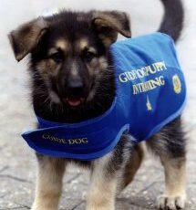 April 24 is International Guide Dogs Day