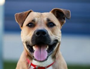 10 Disease Warning Signs in Your Pet — Could They Point to a Tumor?