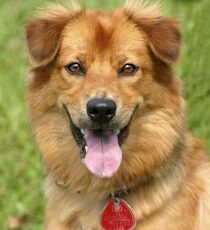 November 13th is World Kindness Day: 6 Acts Of Kindness You Can Do For Dogs