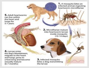 Potentially Toxic for Your Pet – Watch Out for This Popular Preventive