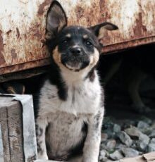 International Homeless Animals’ Day (IHAD) — Saturday, August 18th.