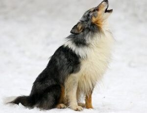 The Reasons Behind Many Of Your Dog’s Interesting Habits