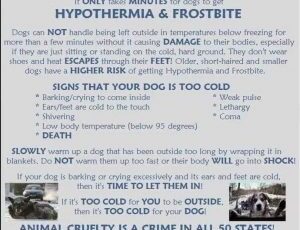 Frostbite & Hypothermia in Pets: Signs & Tips to Help Protect Your Pet