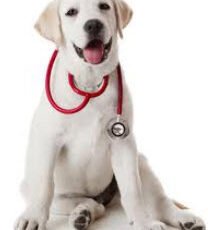 Odds Improve for Dogs with Hemangiosarcoma