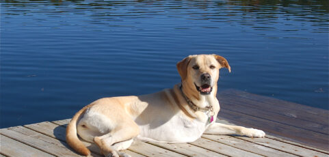 Auburn University in Alabama Testing Bone Cancer Treatment for Dogs