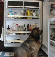 Why Is Diet Ignored In Dog Cancer Care?