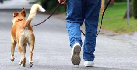 Puppy Up! Walks 2011