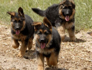 March 23 is National Puppy Day!