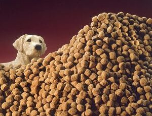 What you should know about Grains in your pet’s food