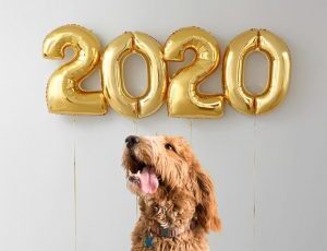 Tips for a healthy new year with your pet