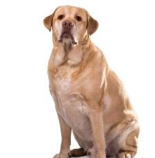 U.S. Pet Obesity Rates Plateau and Nutritional Confusion Grows