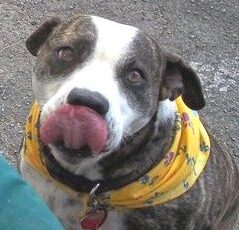 Meet Odie — Canine Grand Marshall, San Antonio