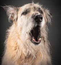 Dogs’ bodies change as they age, so should their food