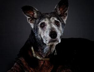 Why losing a dog can be harder than losing a relative or friend