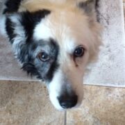 Murphy