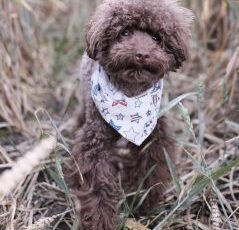 Protecting Your Pup from Pests