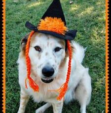 13 things your dog should never do this Halloween