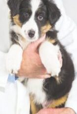Knox County Health Department Partners with Linquist Veterinary Center to Protect Dogs from Rabies
