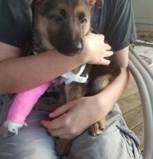 PUPPY MILL AWARENESS DAY – Third Saturday in September