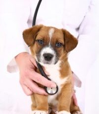 How to Minimize Adverse Vaccine Reactions in Your Pet