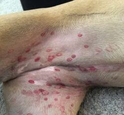 What Those Red Circles On Your Dog’s Belly Really Mean