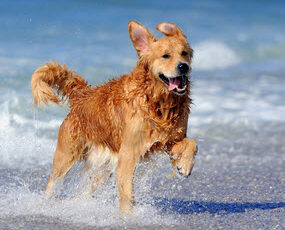 It’s Pet Appreciation Week