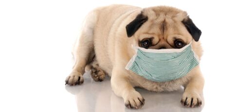 Second-Hand Smoke and Your Pet