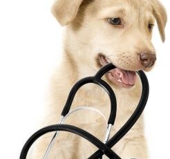 What Humans Can Learn From Brain Tumors in Dogs
