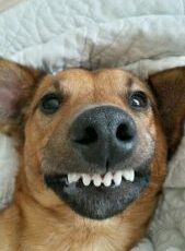 7 Ways To Clean Your Dog’s Teeth That They Won’t Hate