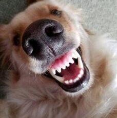 February Is National Pet Dental Health Month — 10 Reasons Why You Should Take Care of Your Pet’s Teeth