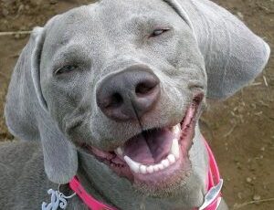 Your dog’s teeth are not like yours, let me count the ways