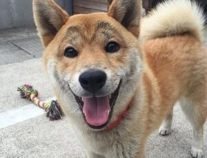 8 Ways to Say ‘I Love You’ in Dog Language