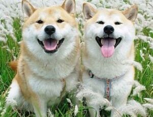 March 3rd is “What if Dogs and Cats had Opposable Thumbs” Day