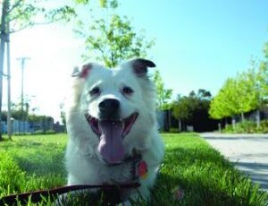 Reduce Your Dog’s Cancer Risks