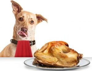 Can Dogs Eat Turkey? Is Turkey Safe For Dogs?