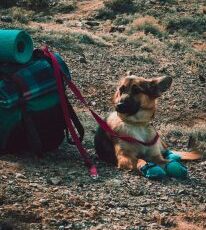 3 Tips For a Comfortable Camping Weekend with Your Dog